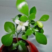 Муррайя метельчатайя Муррайя метельчатайя