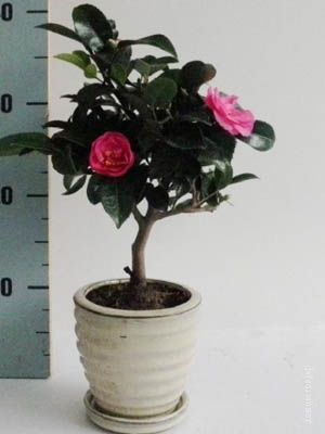 Домашний цветок Камелия японская