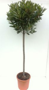 Лавр шар на штамбе 200см