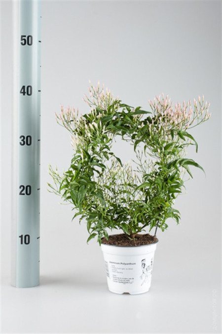 Комнатный цветок жасмин полиантовый