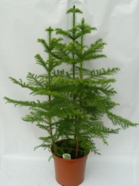 Араукария Хетерофилла - Комнатная ель