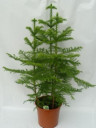 Араукария Хетерофилла - Комнатная ель