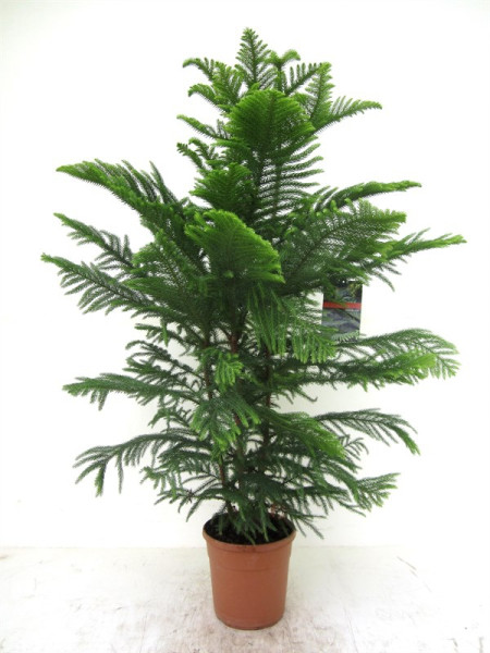 Араукария Хетерофилла - Комнатная ель