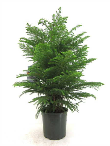 Араукария Хетерофилла - Комнатная ель