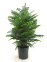 Араукария Хетерофилла - Комнатная ель