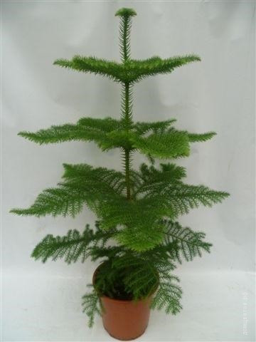 Араукария Хетерофилла - Комнатная ель