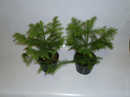 Араукария Хетерофилла - Комнатная ель