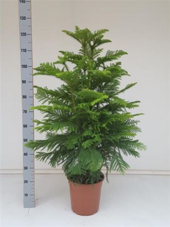 Араукария Хетерофилла - Комнатная ель