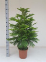 Араукария Хетерофилла - Комнатная ель