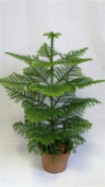 Араукария Хетерофилла - Комнатная ель