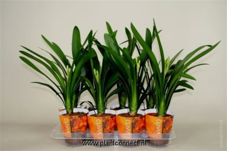 Кливия Clivia miniata