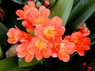 Кливия Clivia miniata