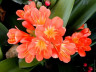 Кливия Clivia miniata