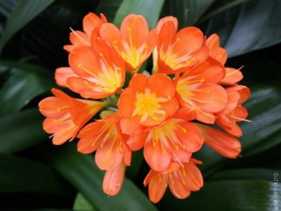 Кливия Clivia miniata