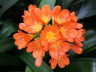 Кливия Clivia miniata
