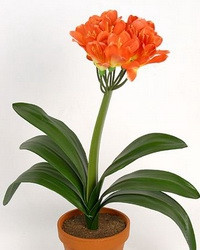 Кливия Clivia miniata