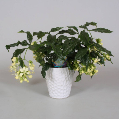 Клеродендрум Валлича