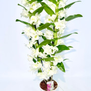Орхидея Дендробиум Orchidea Dendrobium комнатный цветок Орхидея Дендробиум Orchidea Dendrobium комнатный цветок