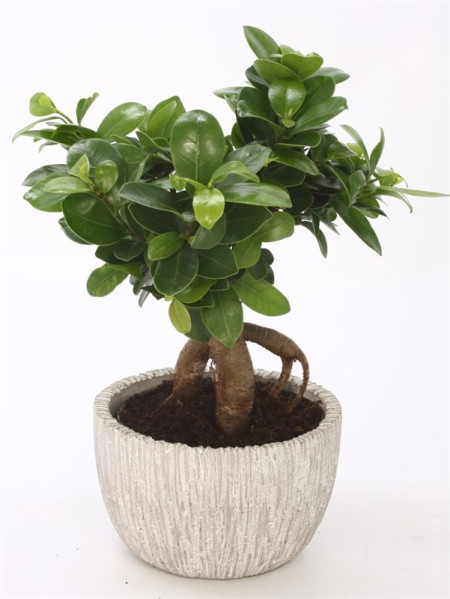 Фикус Микрокарпа Бонсай