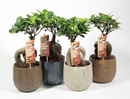 Фикус Микрокарпа Бонсай