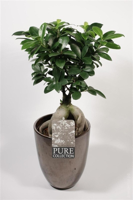 Фикус Микрокарпа Бонсай