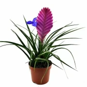 Тиландсия Анита Тиландсия Анита