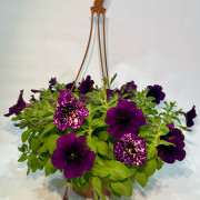 Петуния подвесная Петуния подвесная