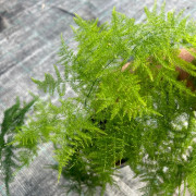 Аспарагус Плюмозус Аспарагус Плюмозус