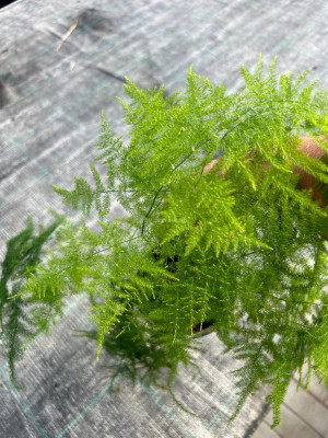 Аспарагус Плюмозус