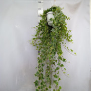 Хедера Хеликс Хедера Хеликс