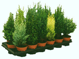 Хвойный Микс 1 горшок