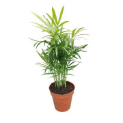 Хамедорея Элеганс домашняя пальма Хамедорея Элеганс домашняя пальма