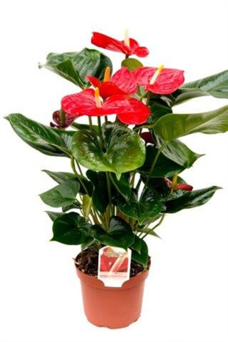 Антуриум Андрианум