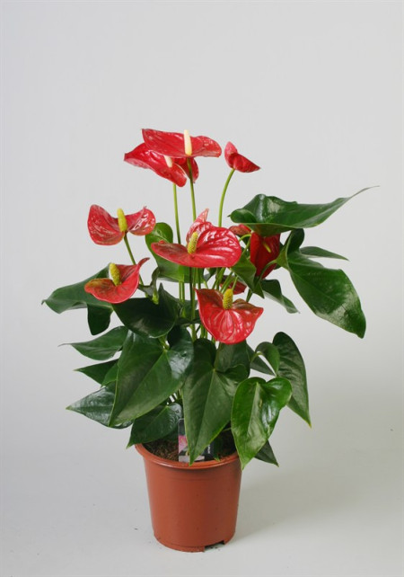 Антуриум Андрианум