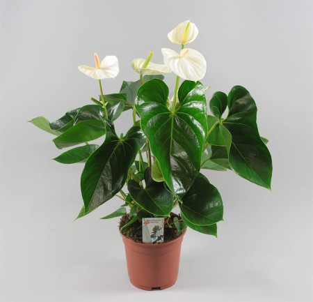 Антуриум Андрианум