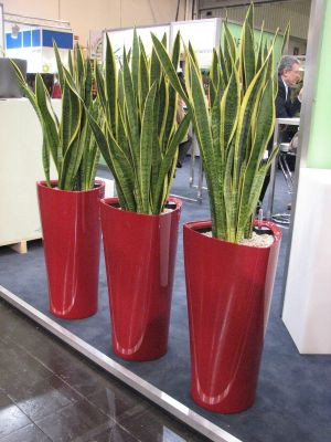 Сансевиерия Луаренти