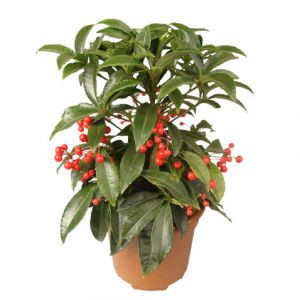 Ардизия Ardisia crenata