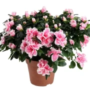 Азалия комнатный цветок в горшке Азалия комнатный цветок в горшке