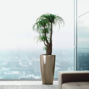 Нолина + Lechuza Нолина + Lechuza