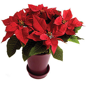 Рождественская звезда (Пуансеттия)