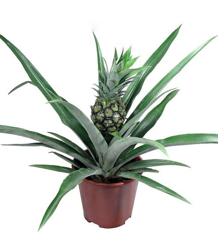 Ананас комнатный цветок в горшке
