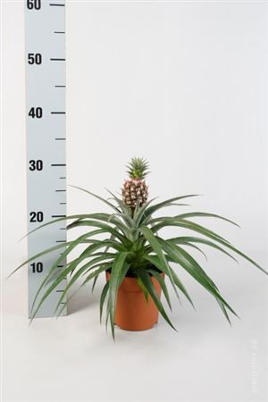 Ананас комнатный цветок в горшке