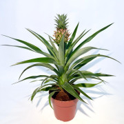 Ананас комнатный цветок в горшке Ананас комнатный цветок в горшке