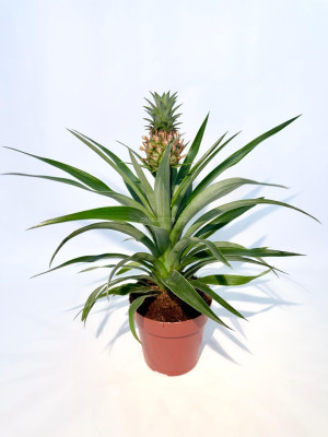 Ананас комнатный цветок в горшке
