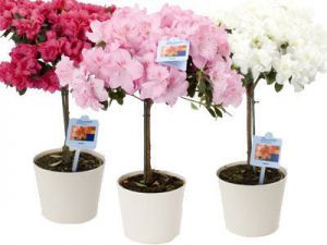 Азалия На Стволе