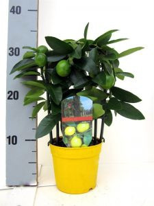 Лимонное дерево — комнатный лимон с плодами