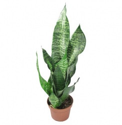 Сансевиерия Зейланика