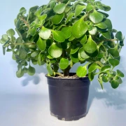 Аихризон Дерево Любви Aichryson Аихризон Дерево Любви Aichryson