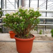 Денежное дерево цветущее крассула Денежное дерево цветущее крассула