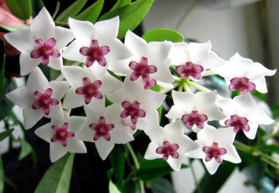 Хойя Белла прекрасная Hoya Bella